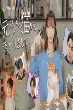 [DVD]  元カレの猫を、預かりまして。
