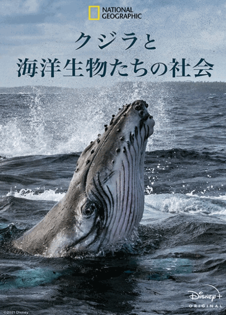 [DVD] クジラと海洋生物たちの社会